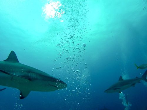 cara cara or face to face with sharks in Roatan, Honduras