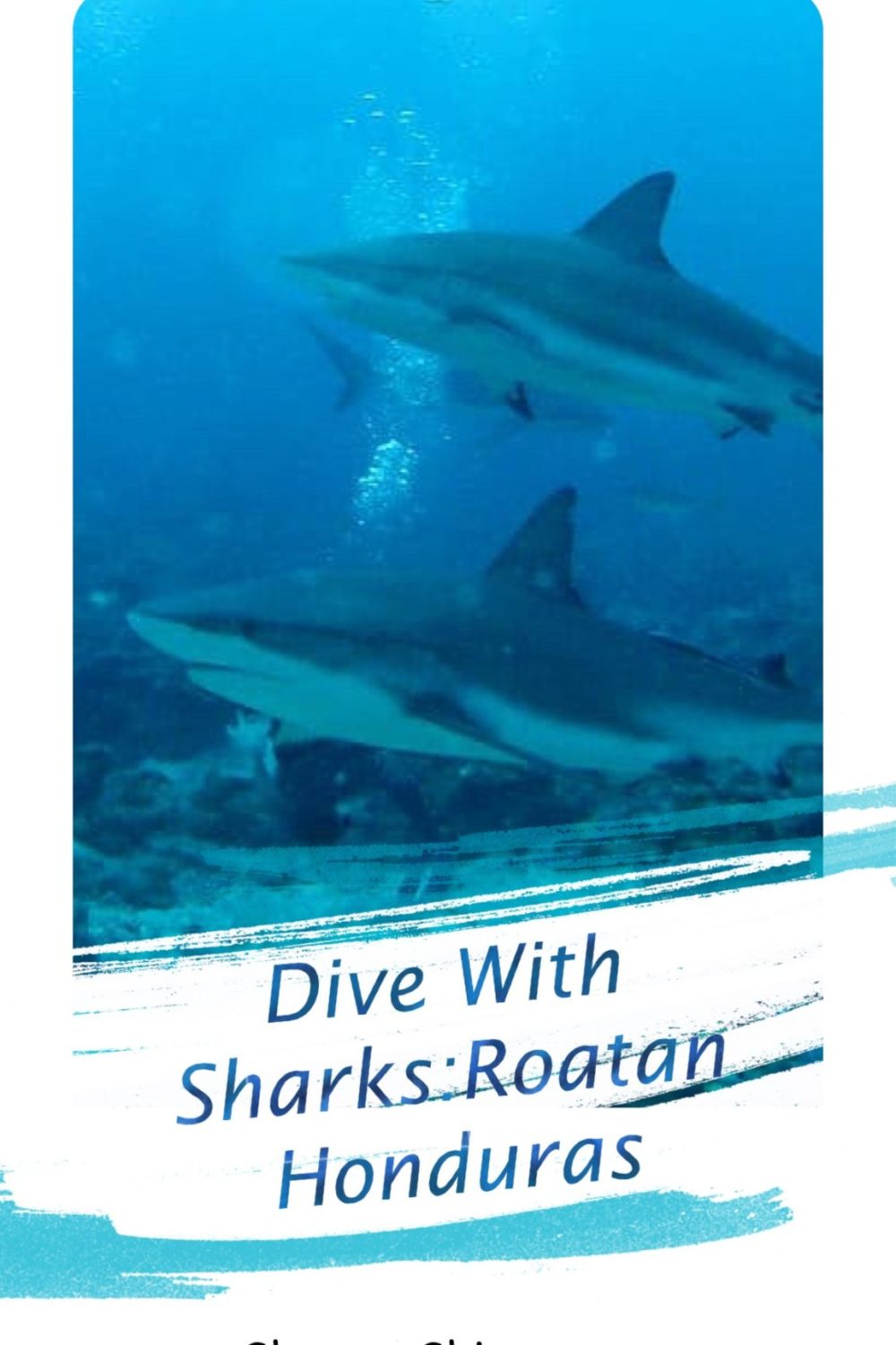 Dive with sharks in Roatan Honduras