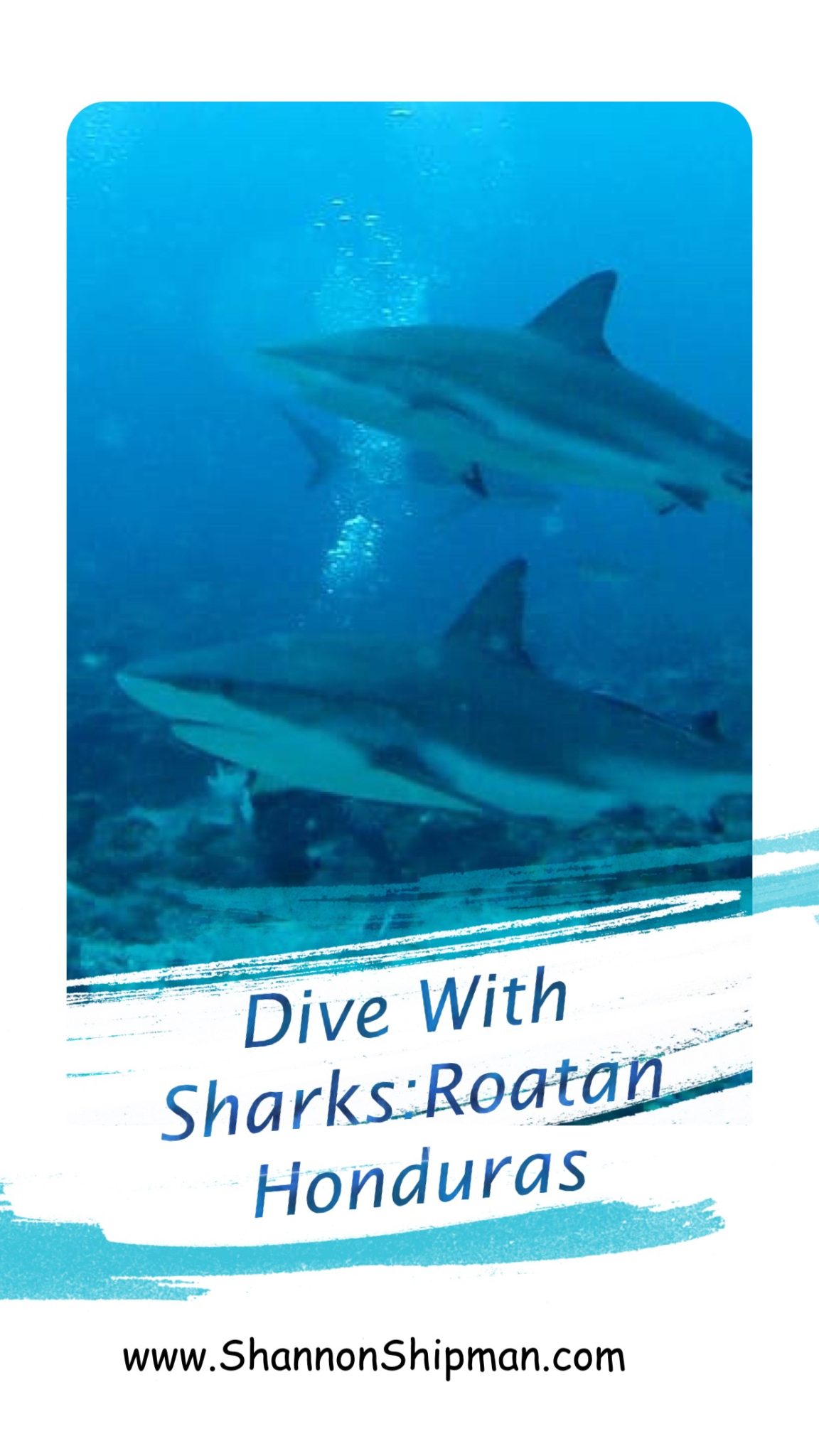 cara cara or face to face with sharks in Roatan, Honduras