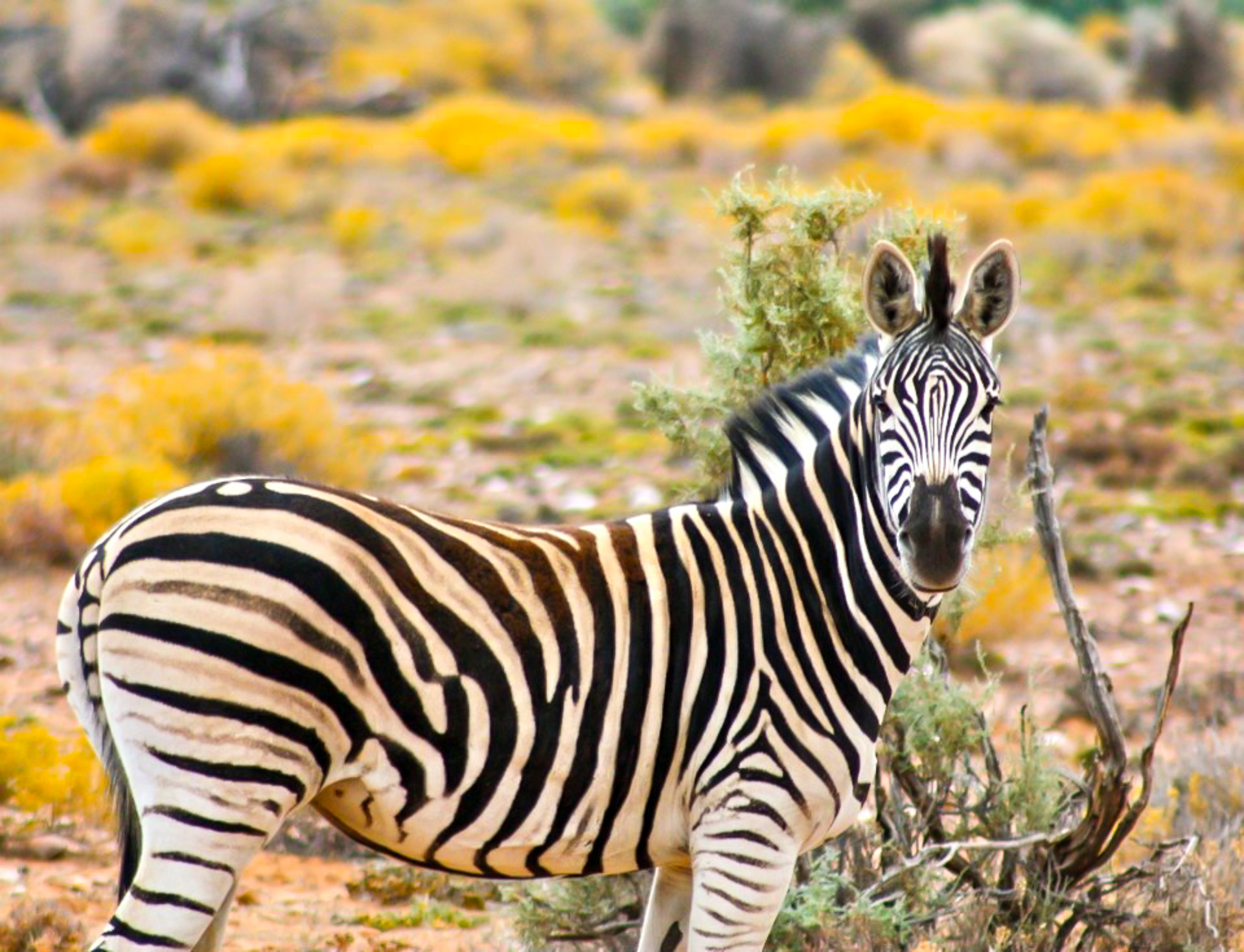 24 Images to Inspire You to go on a Safari in South Africa