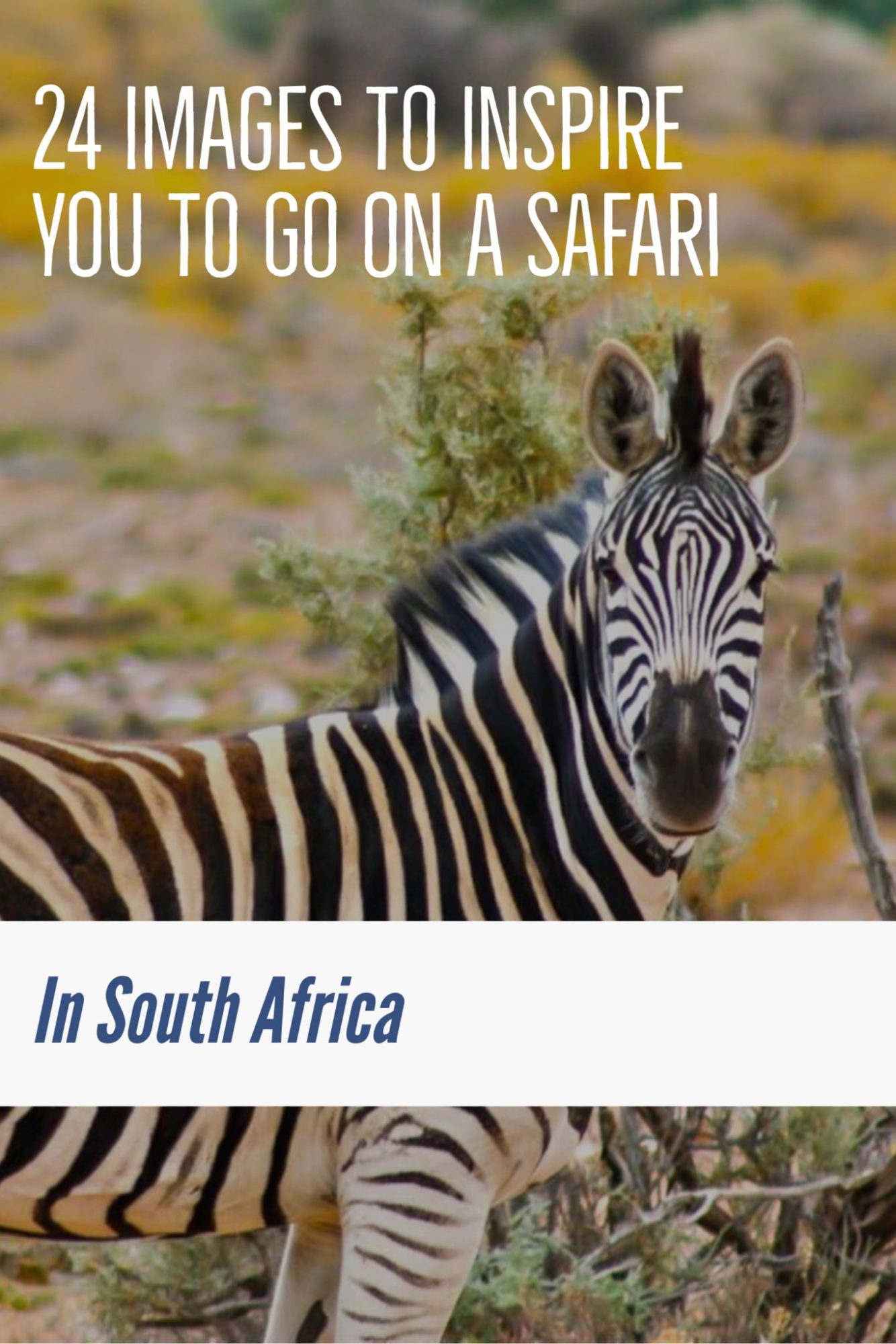 24 Images to Inspire You to go on a Safari in South Africa