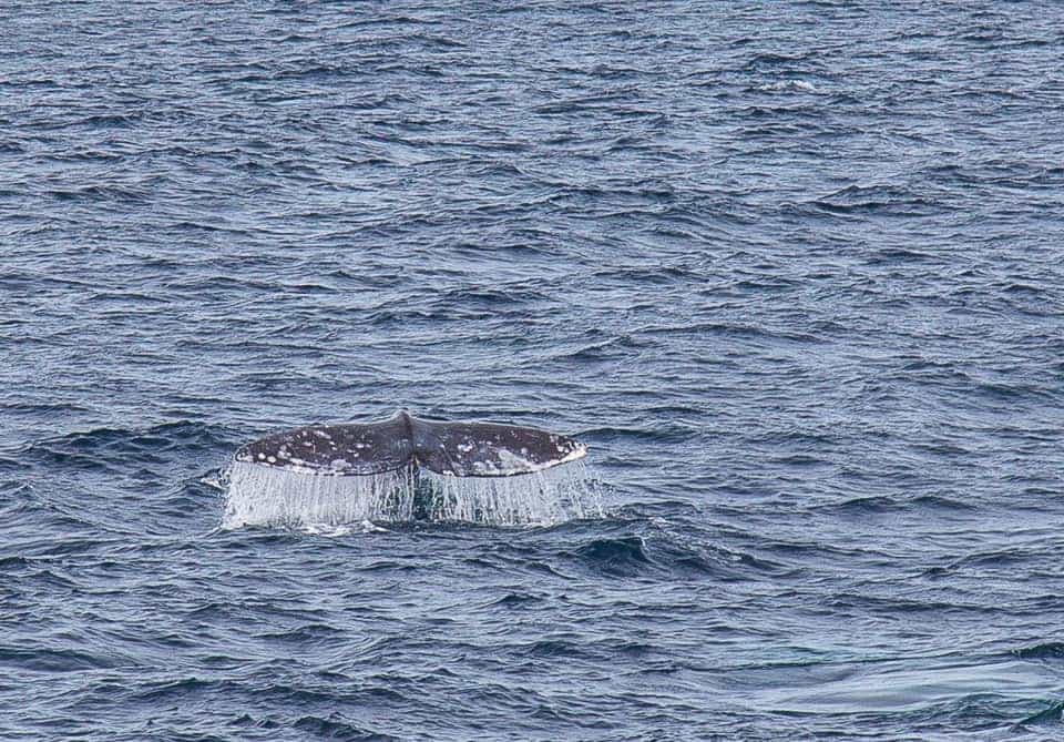 San Diego Whale Watching ~ Sunny Coastlines Travel Blog