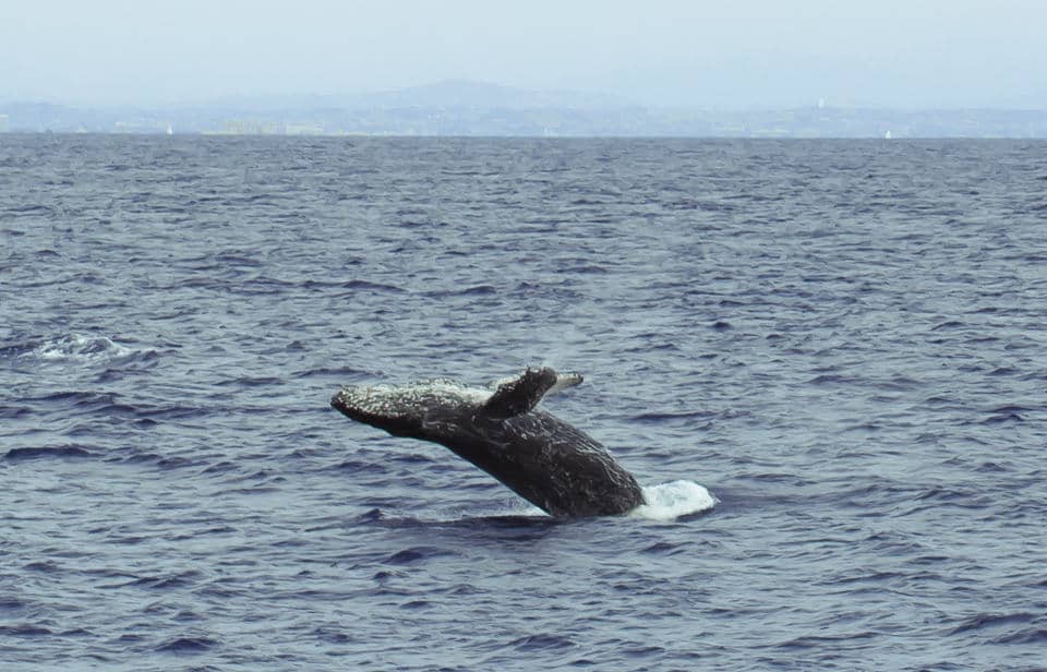 San Diego Whale Watching ~ Sunny Coastlines Travel Blog