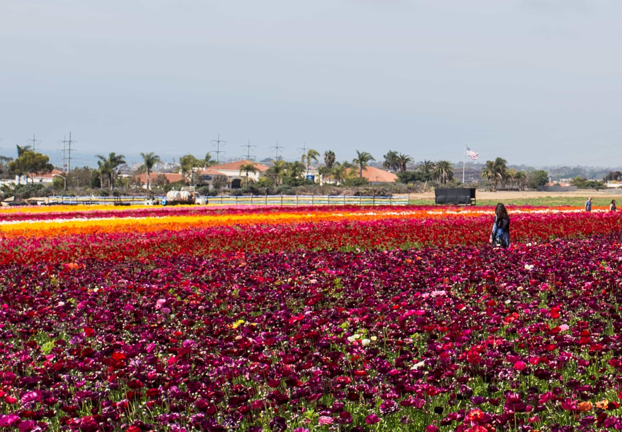 The Flower Fields ~ Sunny Coastlines Travel Blog