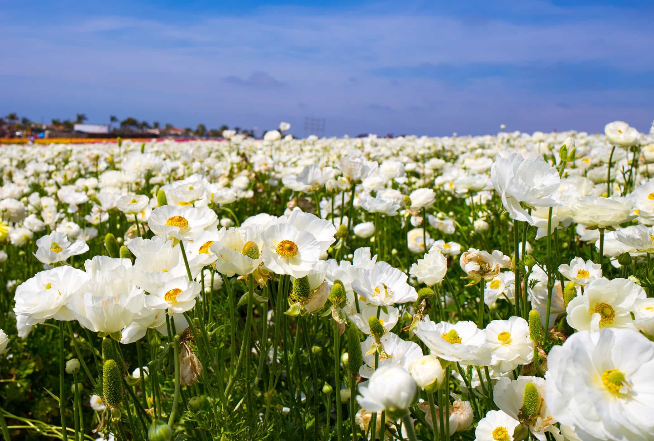 The Flower Fields ~ Sunny Coastlines Travel Blog