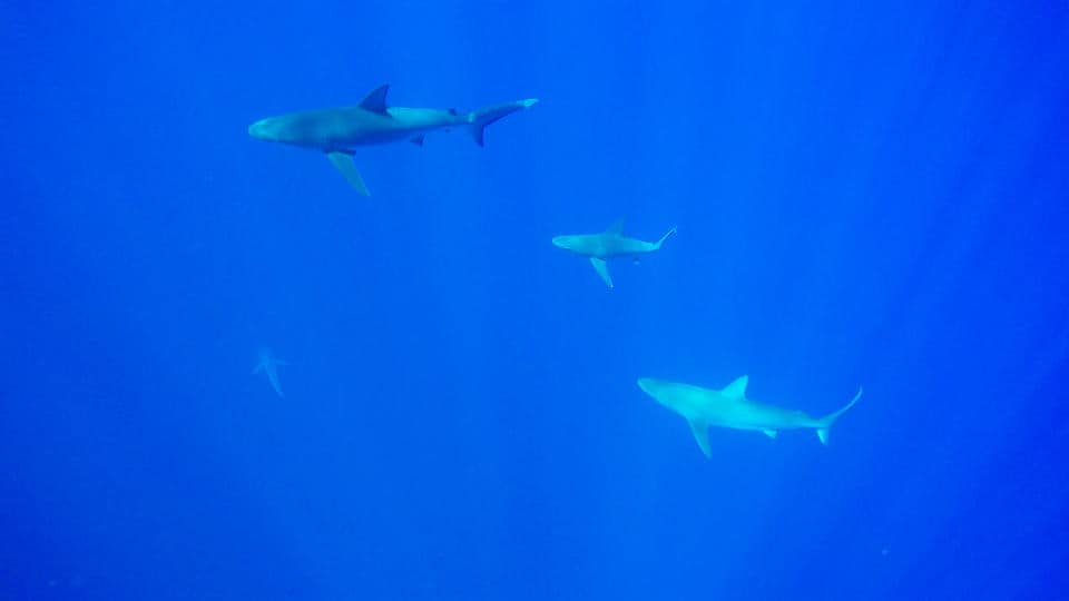 Free Diving With Sharks Off the North Shore ~ Sunny Coastlines Travel Blog