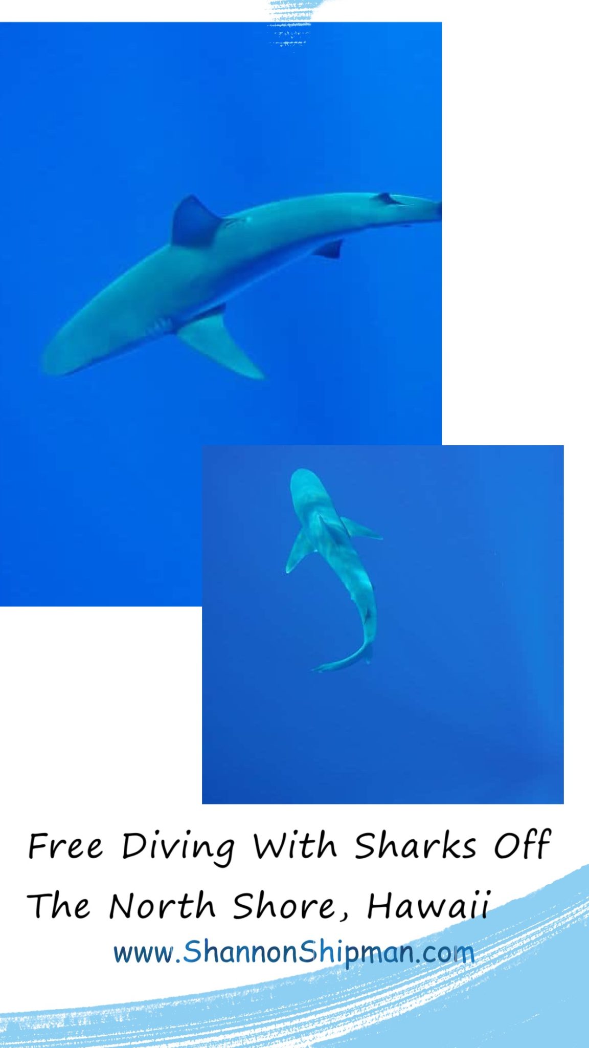 Free Diving With Sharks Off The North Shore: North Shore Shark Dive