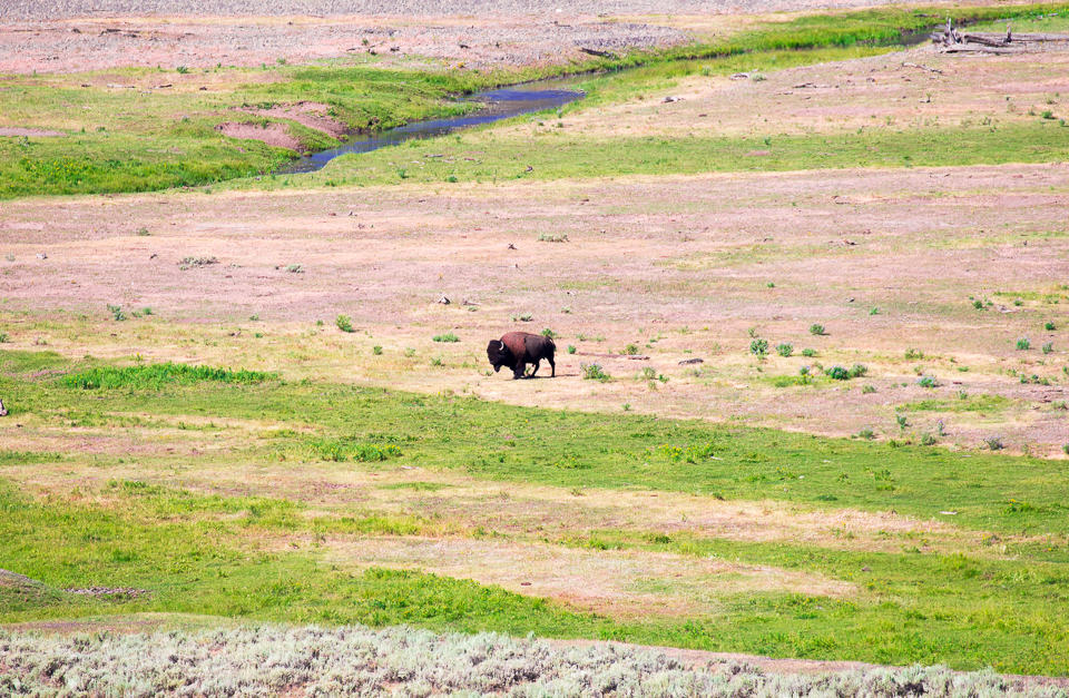 Yellowstone National Park, and its Wildlife ~ Sunny Coastlines Travels