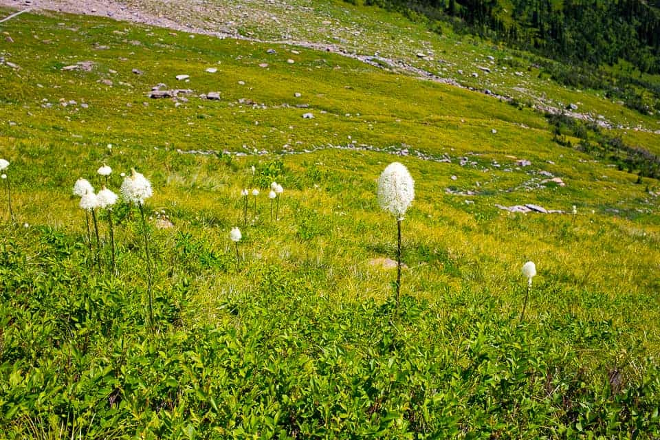 Mountain Views and Fields of Flowers - Glacier National Park's Highline Trail ~ Sunny Coastlines Travels