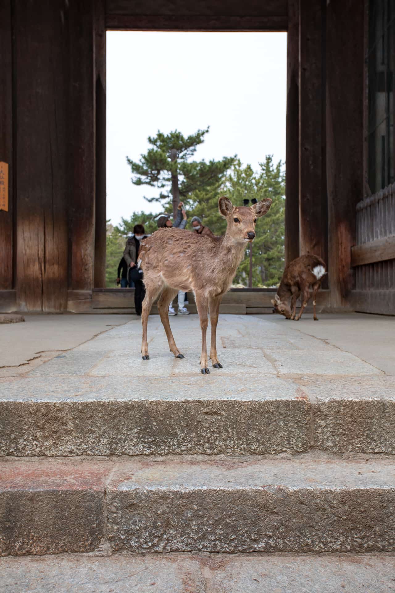 Discovering Nara: Japan's Ancient City ~ Sunny Coastlines Travel Blog