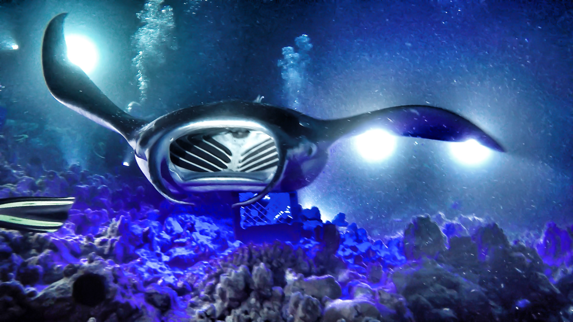 manta ray dive big island
