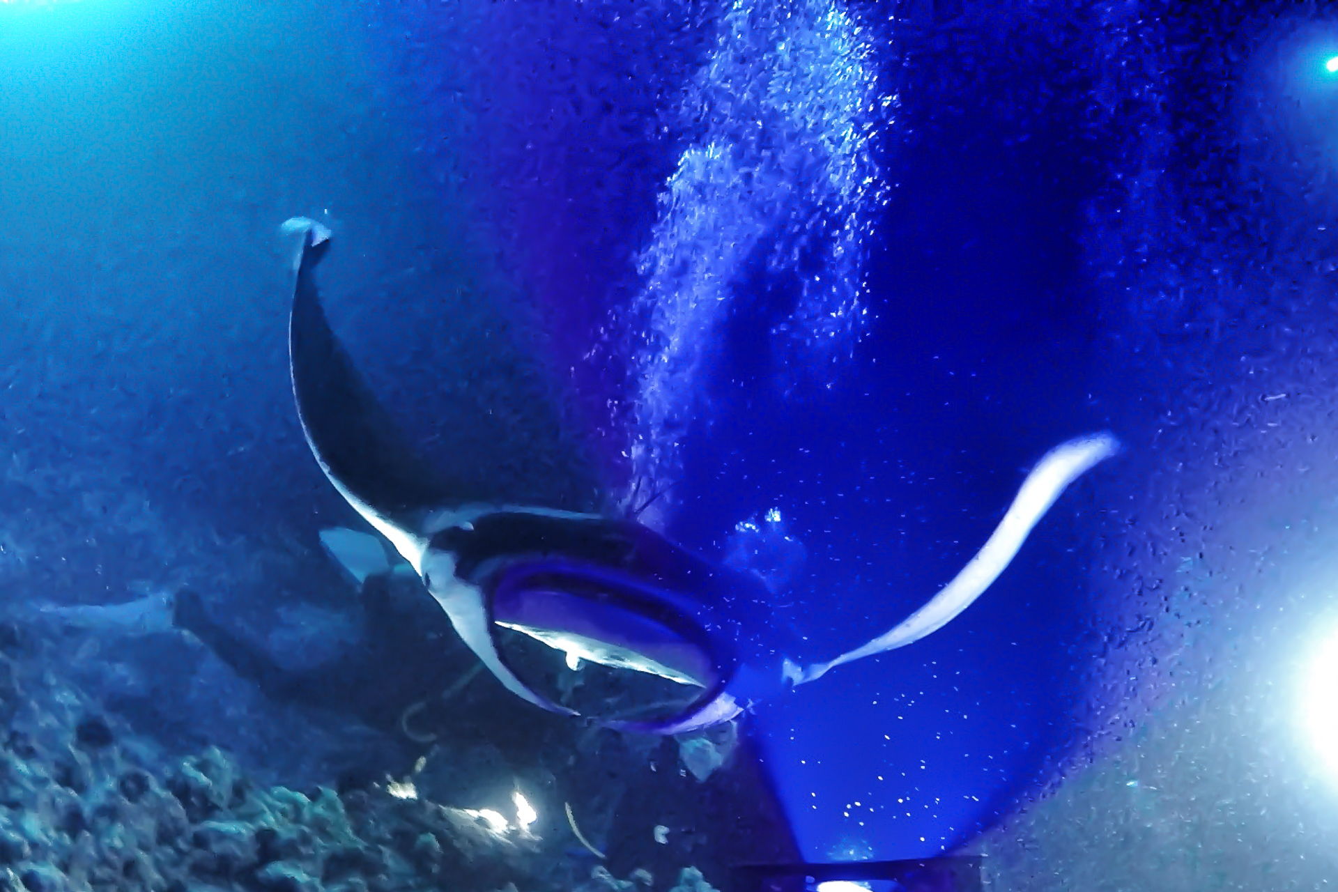 hawaii night dive manta ray