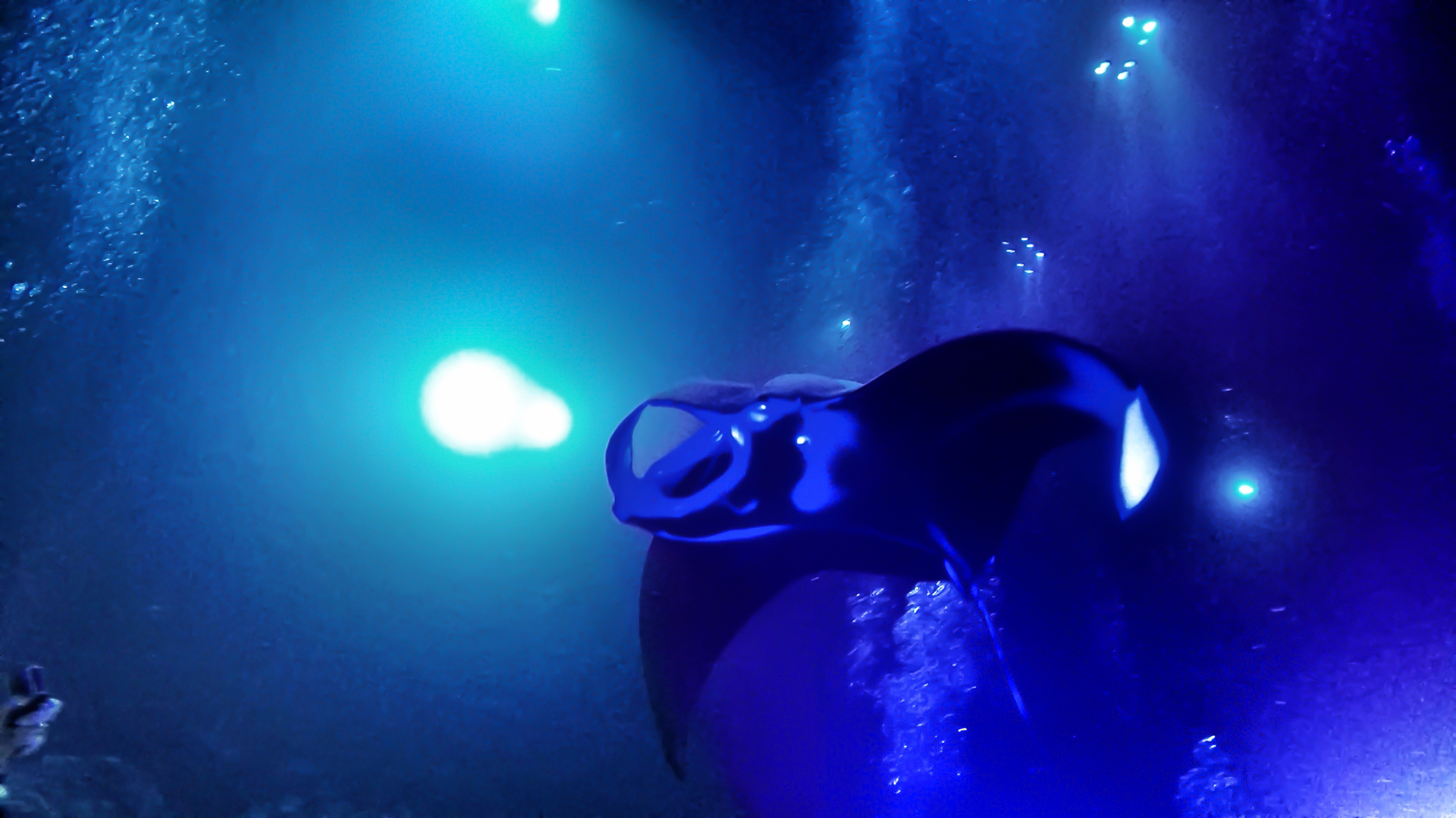Manta Ray Night Dive Off the Kona Coast ~ Sunny Coastlines