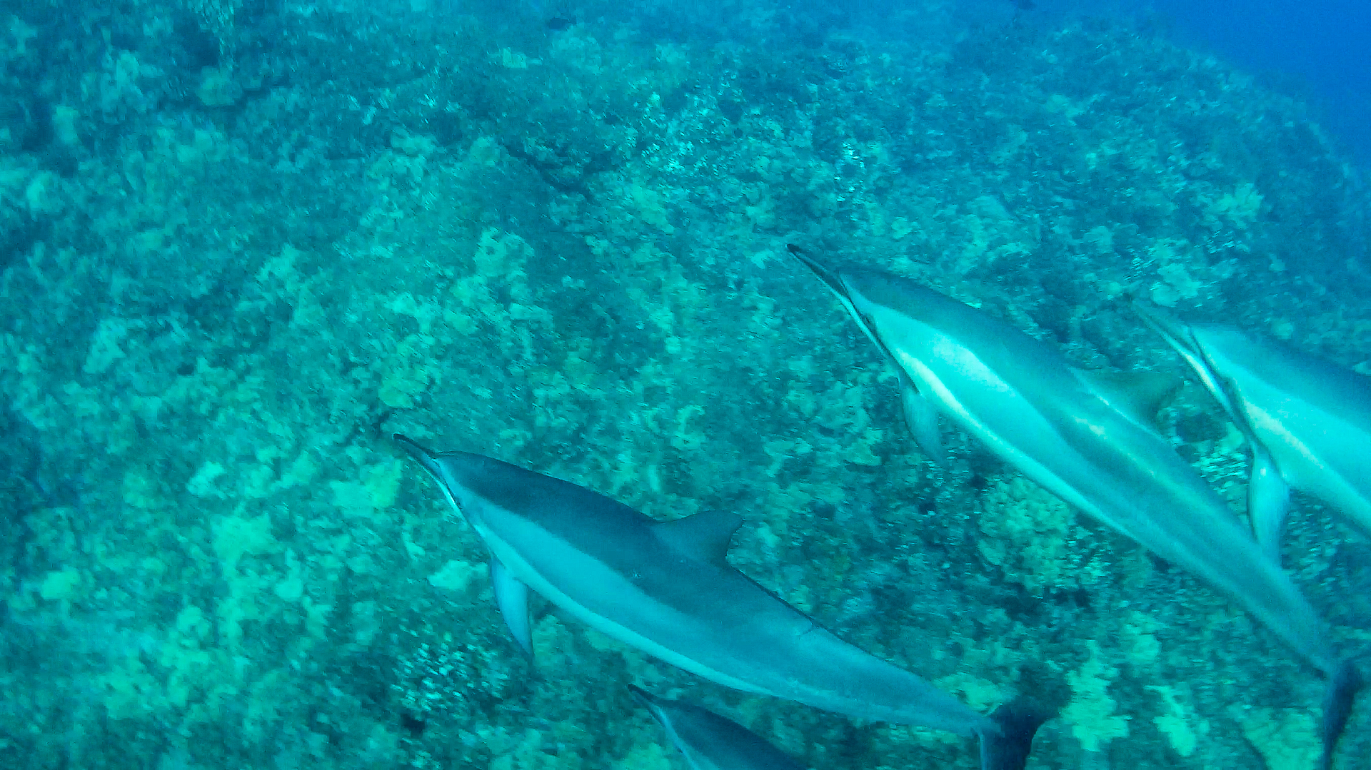 Swim with Wild Dolphins off Hawaii's Big Island, Along the Kona Coast ~ Sunny Coastlines travel blog