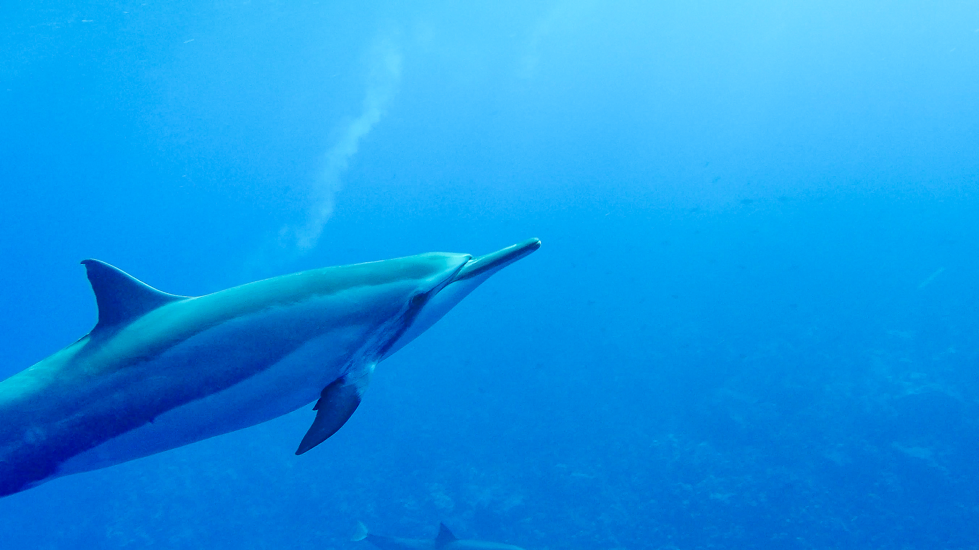 Swim with Wild Dolphins off Hawaii's Big Island, Along the Kona Coast ~ Sunny Coastlines travel blog