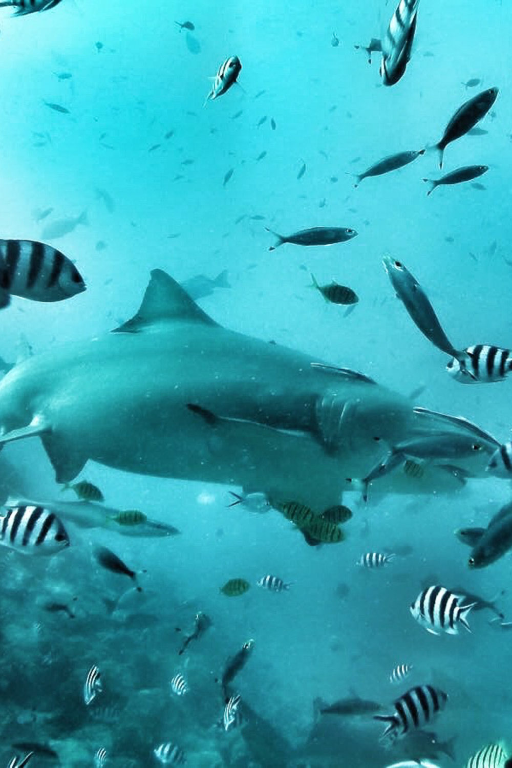 Diving With Bull Sharks, And Why We Need to Save the Sharks