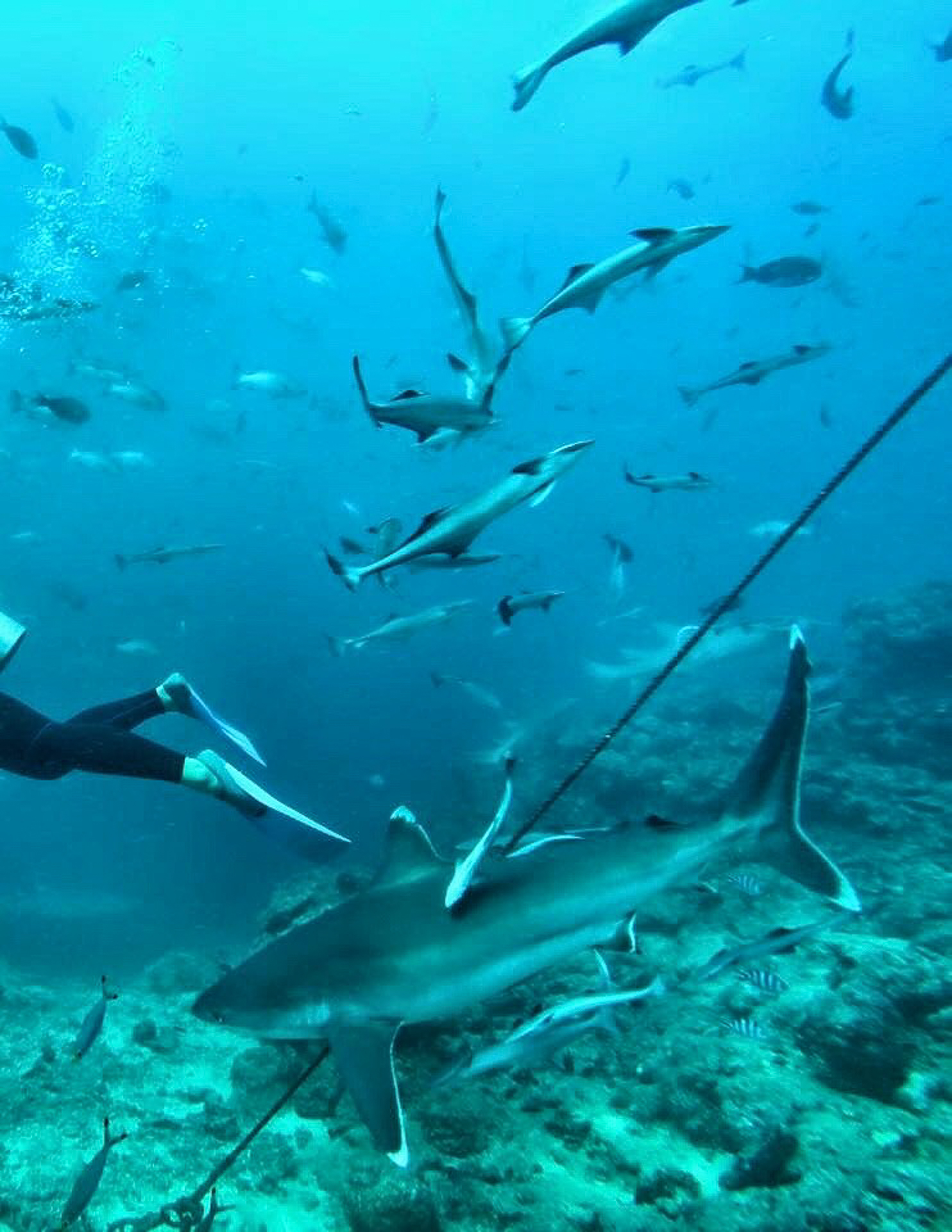 Diving With Bull Sharks, And Why We Need to Save the Sharks