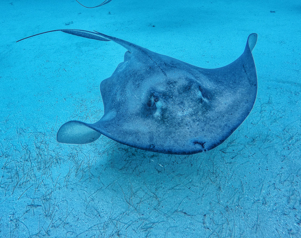 Face to Fin - Diving Stingray City ~ Sunny Coastlines Travel Blog