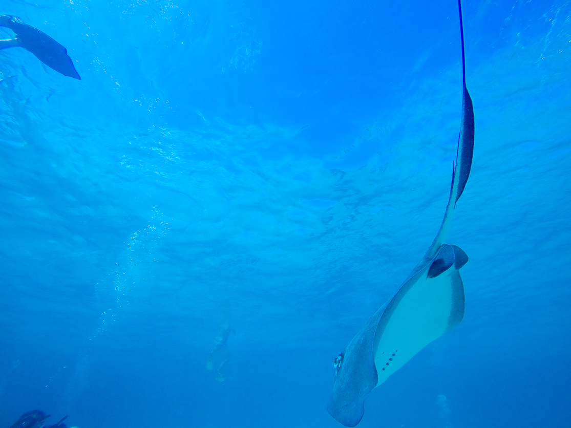 Face to Fin - Diving Stingray City ~ Sunny Coastlines Travel Blog