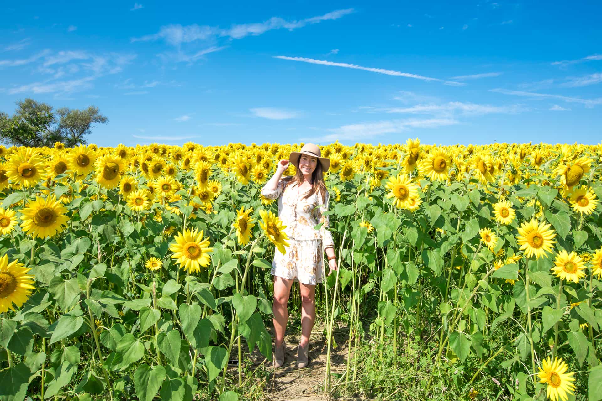 Sunflowers at Colby Farms
