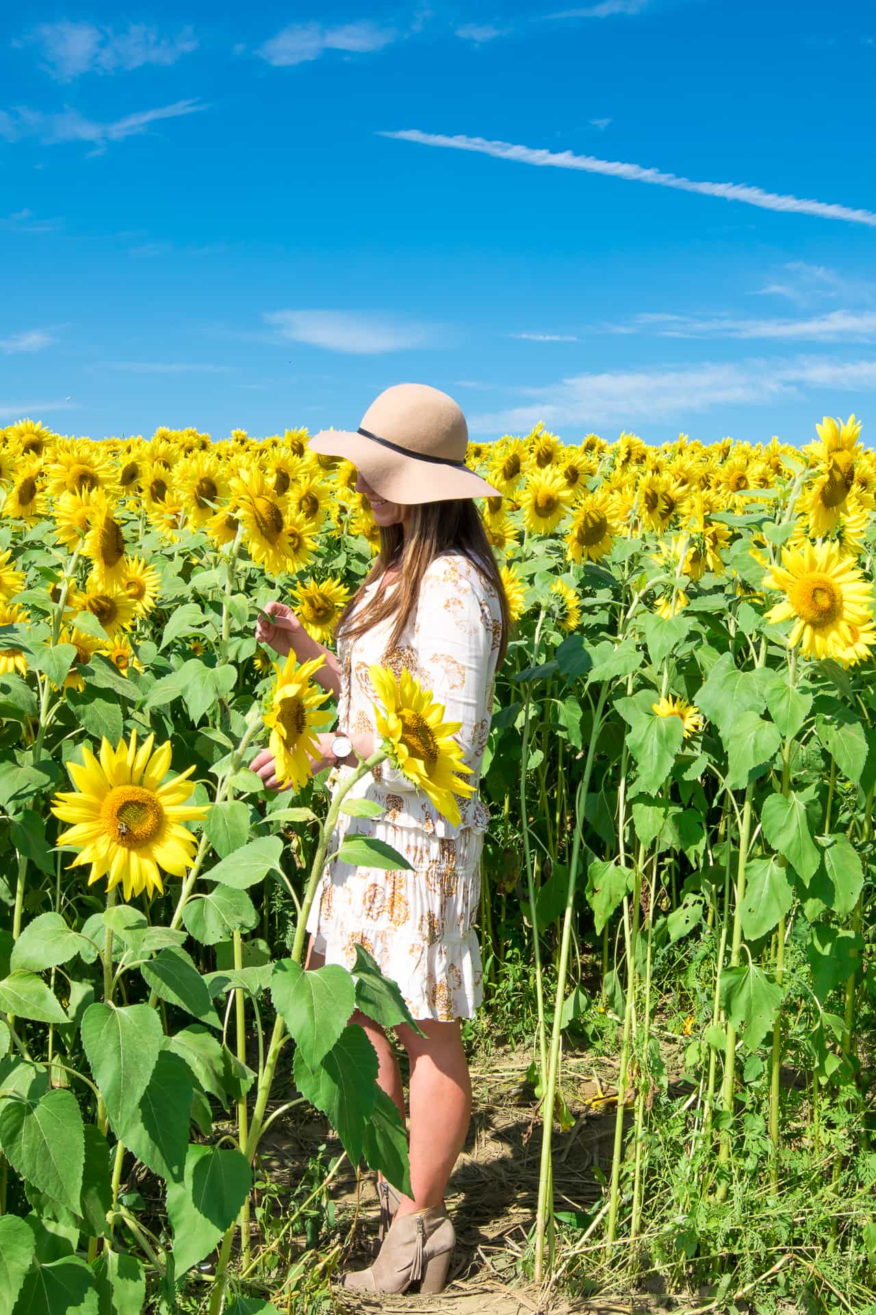 Sunflowers at Colby Farms