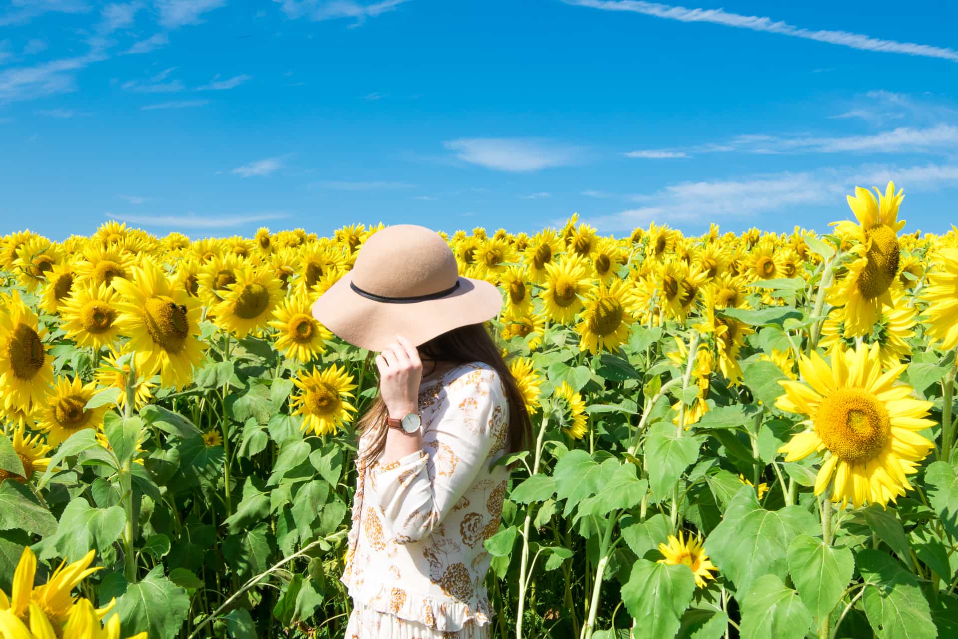 Colby Farm Sunflowers