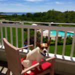 The Luxury Hotel in Maine Giving Dogs a Second Chance | Inn By The Sea