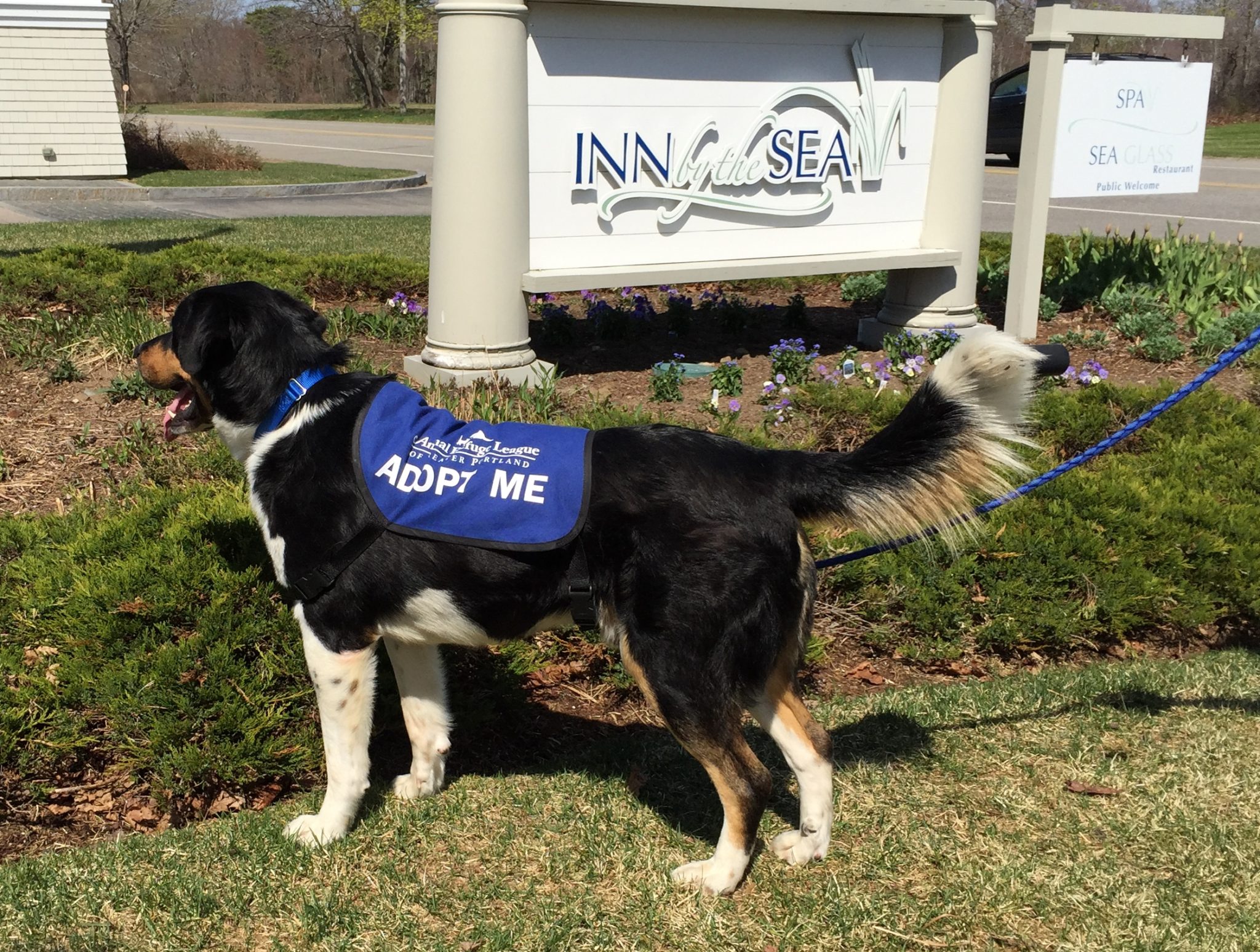 The Luxury Hotel in Maine Giving Dogs a Second Chance | Inn By The Sea
