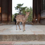 Nara
