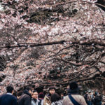 Tokyo Cherry Blossoms