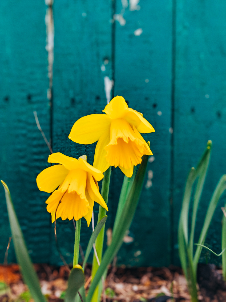 Visiting Newport Daffodil Days featured by top US travel blogger, Shannon Shipman