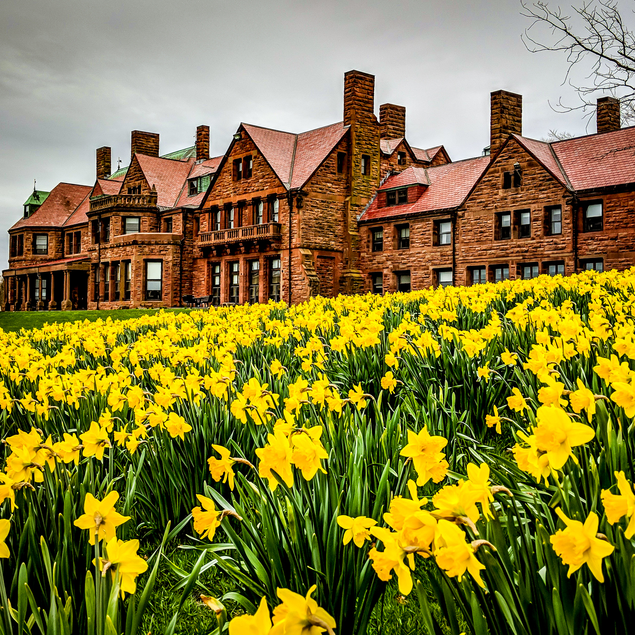 Visiting Newport Daffodil Days featured by top US travel blogger, Shannon Shipman