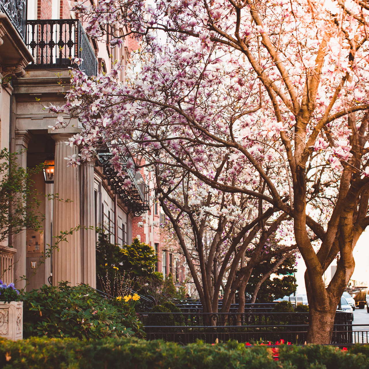 Boston in Bloom: Where to Find the Stunning Boston Magnolias featured by top Boston blogger, Shannon Shipman: image of Boston in spring