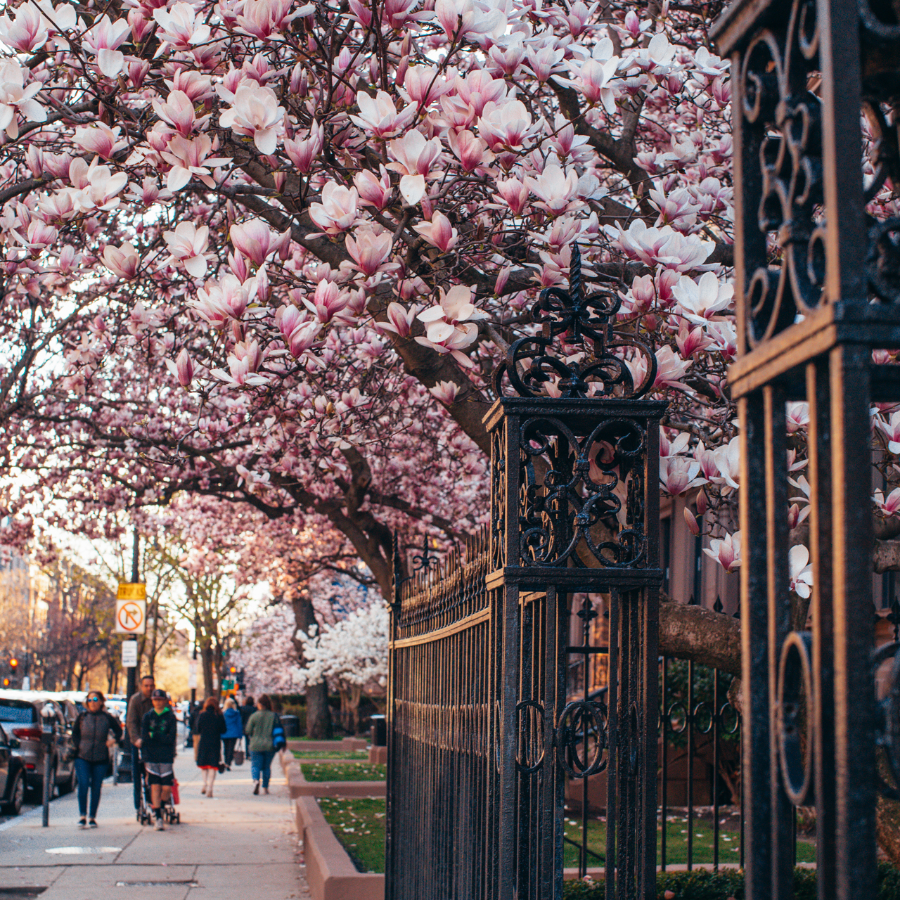Boston in Bloom: Where to Find the Stunning Boston Magnolias featured by top Boston blogger, Shannon Shipman