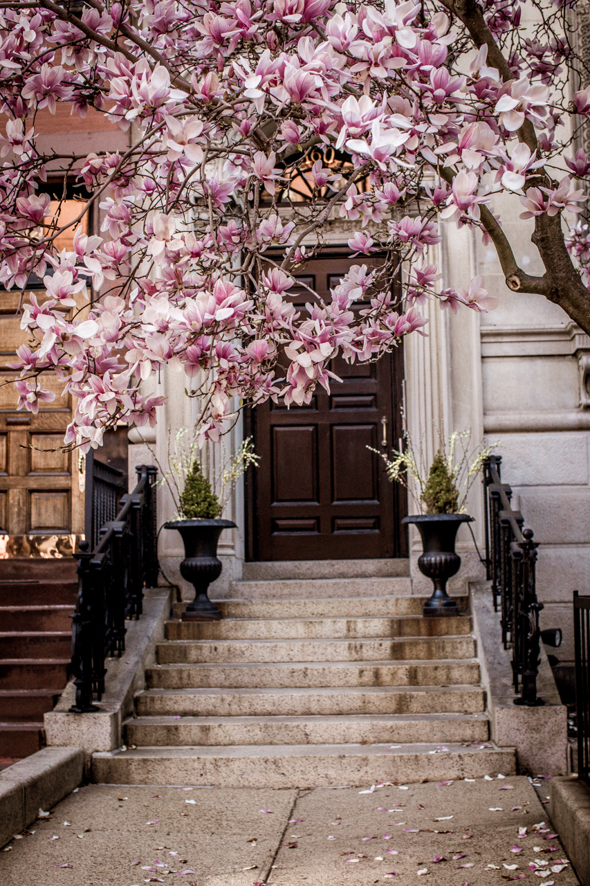 Boston in Bloom: Where to Find the Stunning Boston Magnolias featured by top Boston blogger, Shannon Shipman: image of spring in boston