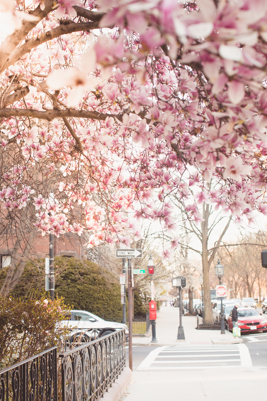 Boston in Bloom: Where to Find the Stunning Boston Magnolias featured by top Boston blogger, Shannon Shipman