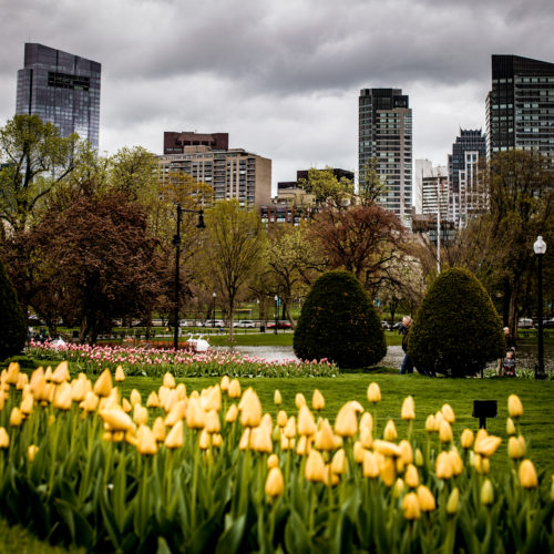 Boston Public Garden Tour | Boston in Bloom | Shannon Shipman