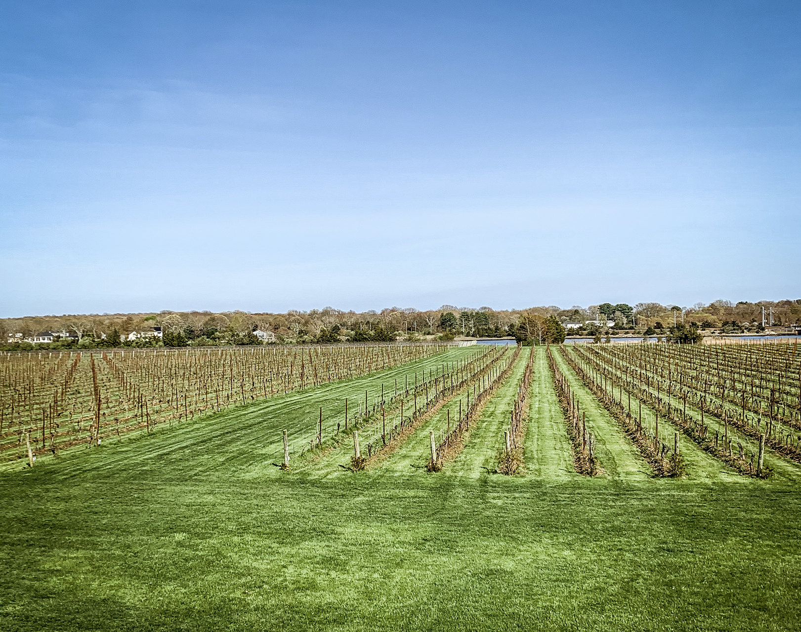 Top 10 Things to Do in Stonington CT on your Weekend Getaway featured by top US travel blogger, Shannon Shipman: image of saltwater farm vineyard