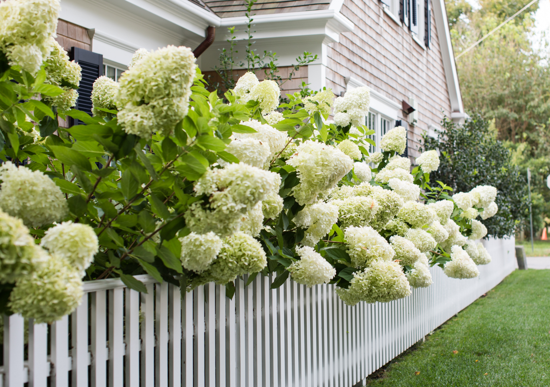 The 5 Best Things to do in Martha's Vineyard in October featured by top New England travel blogger, Shannon Shipman: image of vineyard hydrangeas