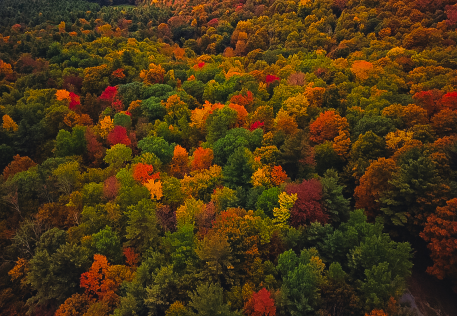 Fall Foliage Boston: 18 Best Leaf Peeping Spots in New England For