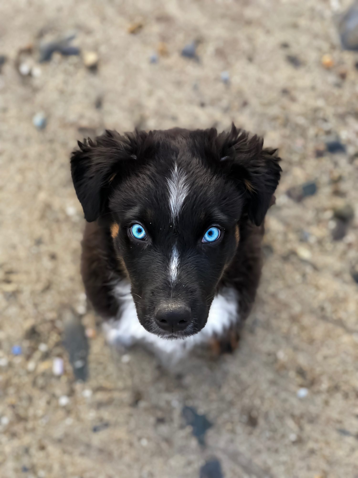 How To Level Up Your Pet Photos | Pet Photography Tips by popular New England photographer, Shannon Shipman: image of a puppy with blue eyes.