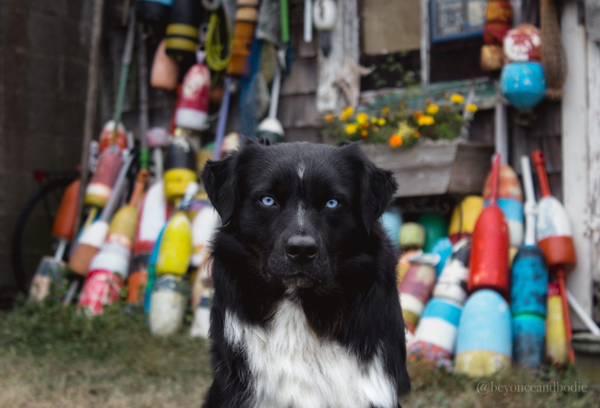 How to Level Up Your Pet Photos | Pet Photography Tips by popular New England photographer, Shannon Shipman: image of a black and white dog with blue eyes. 