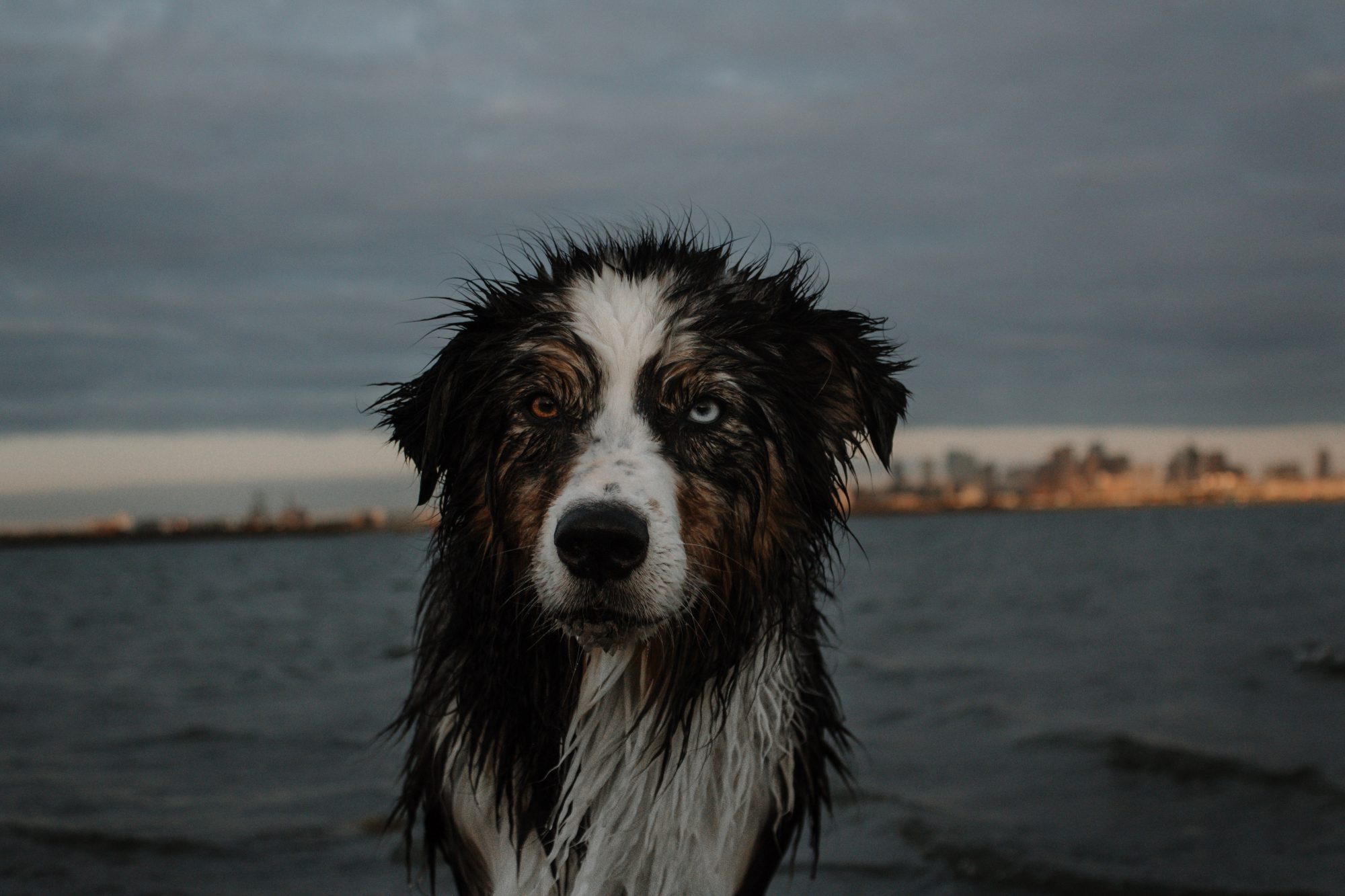 How to Level Up Your Pet Photos | Pet Photography Tips by popular New England photographer, Shannon Shipman: image of a wet dog by the ocean. 