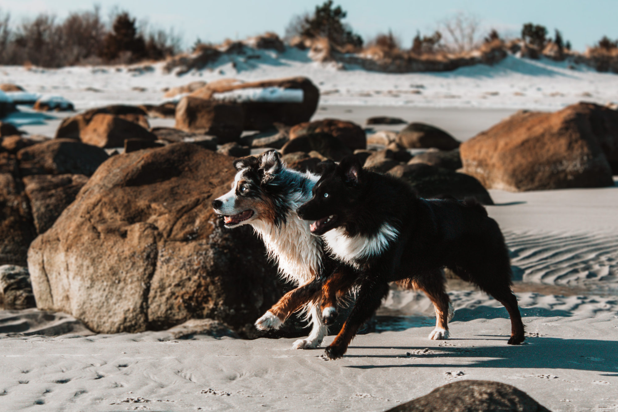 How To Level Up Your Pet Photos | Pet Photography Tips by popular New England photographer, Shannon Shipman: image of two dogs running on a New England beach. 
