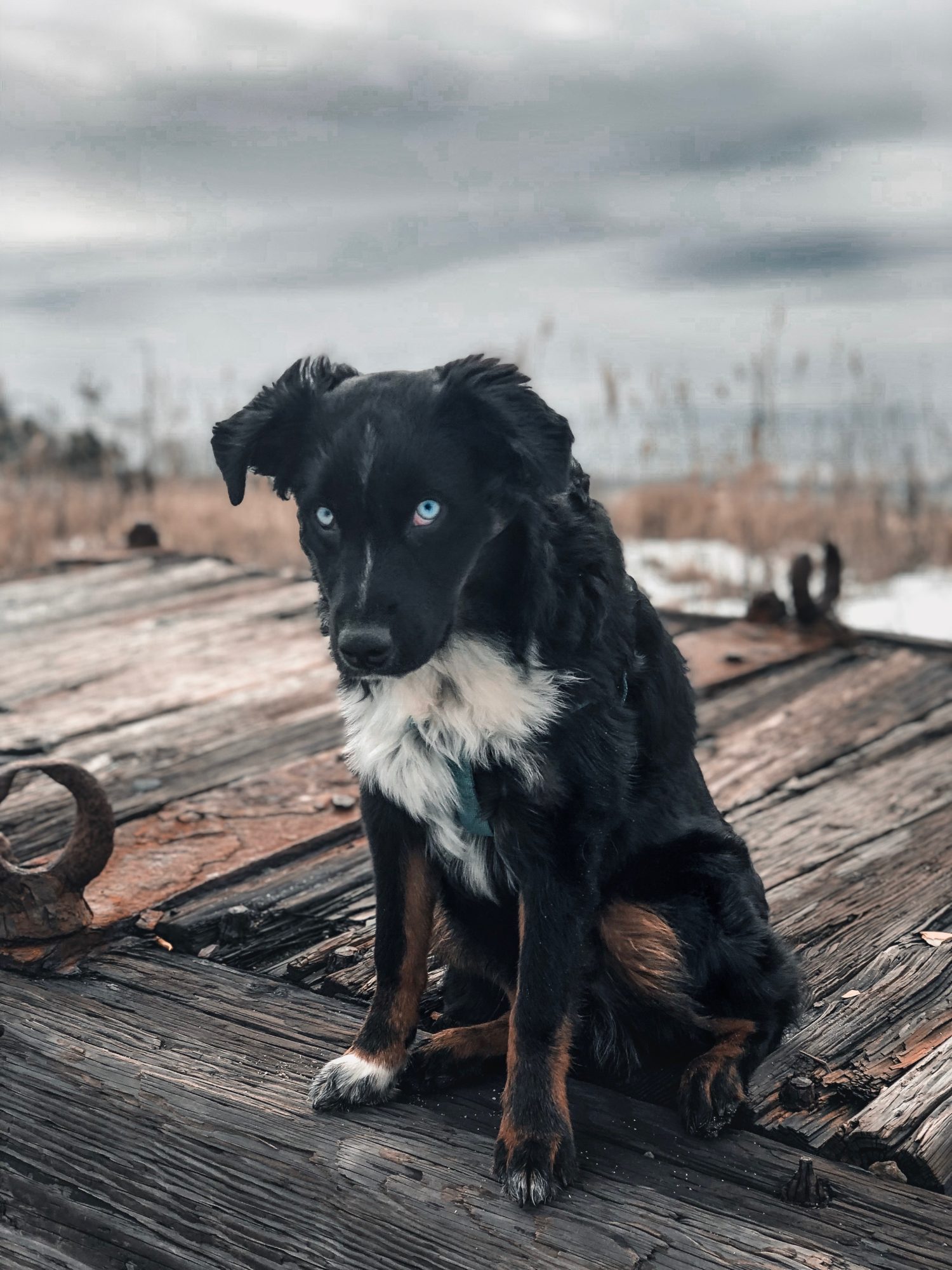 How to Level Up Your Pet Photos | Pet Photography Tips by popular New England photographer, Shannon Shipman: image of a black, white, and brown puppy with blue eyes sitting on a dock at the beach.