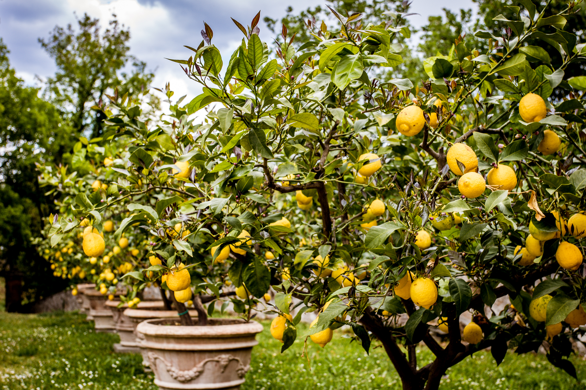 Tuscany Garden Ideas by popular New England travel blogger, Shannon Shipman: image of lemon trees in terracotta pots. 