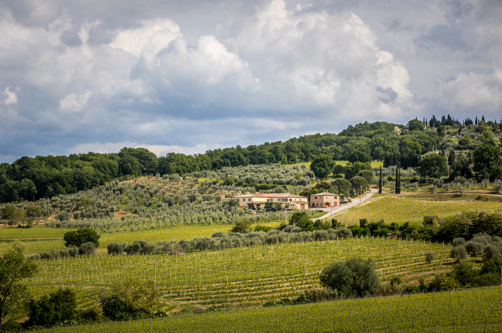 Tuscany Photos by popular New England travel blogger, Shannon Shipman: image of a vineyard in Tuscany, Italy. 