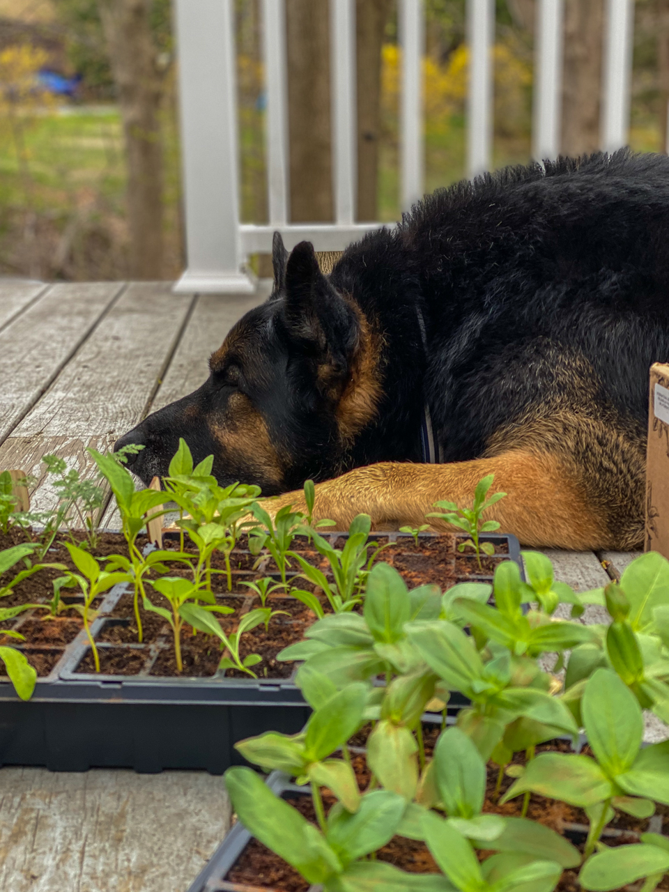 Starting Seeds Indoors: Everything You Need to Know | Starting Seeds Indoors by popular New England lifestyle blogger, Shannon Shipman: image of a dog laying next to some seedlings. 