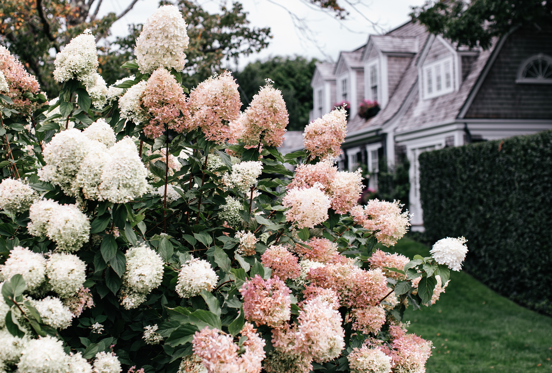 Cottage Garden Ideas by popular New England life and style blogger, Shannon Shipman: image of a white and pink lilac bush planted next to a cottage. 