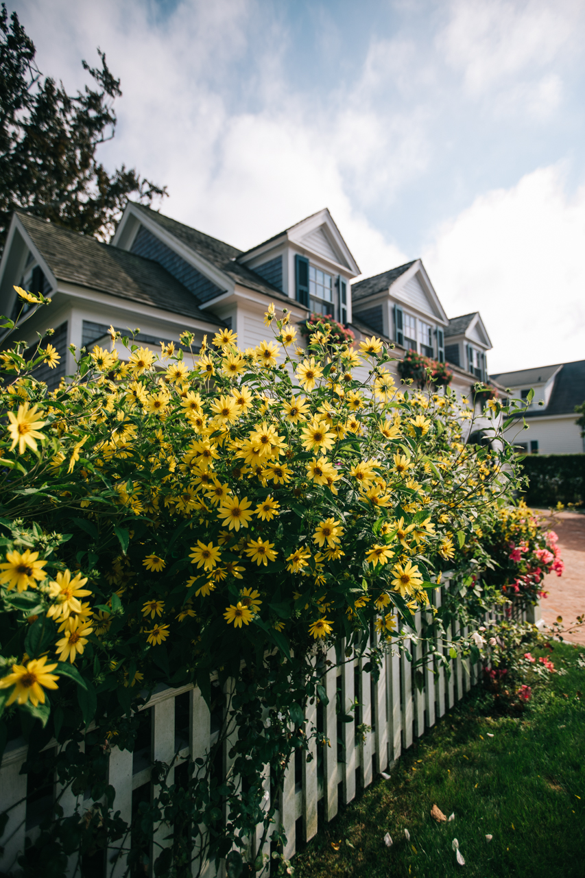 Cottage Garden Ideas by popular New England life and style blogger, Shannon Shipman: image of yellow daisies growing next to a white picket fence. 